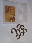 Kawasaki Nos New 916797 Clip Astro Whisper Inviter Intriguer OM2. Price: $10.00.